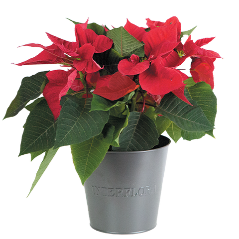 Poinsettia et son cache pot