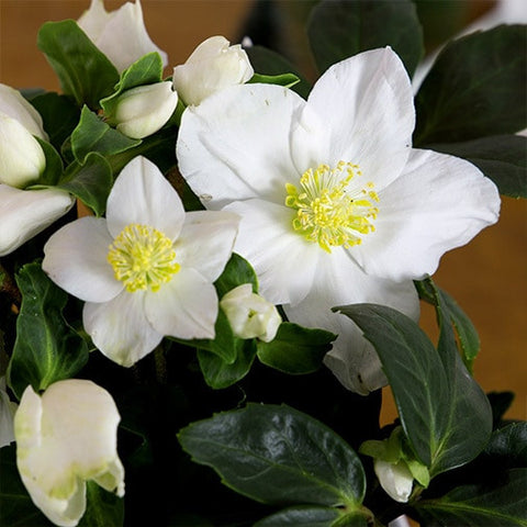 Rose de noël et son cache pot