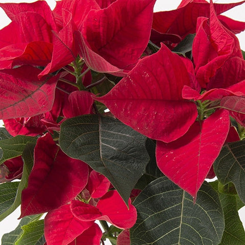 Poinsettia et son cache pot